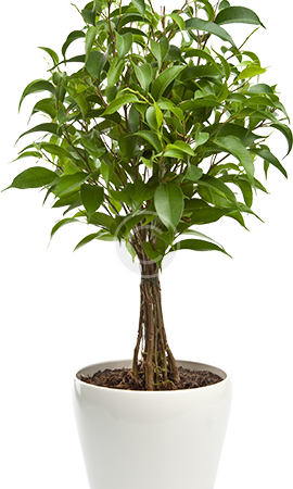Some Clients May Already Have Plants in Place