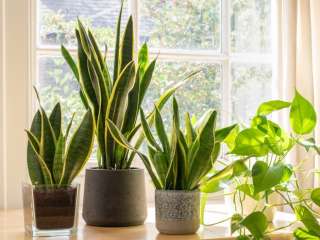 How to Keep Your Office Plants Alive and Lush Year-Round