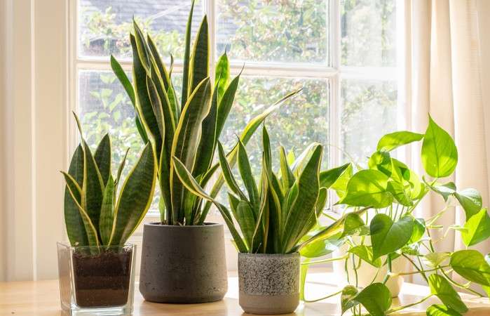 How to Keep Your Office Plants Alive and Lush Year-Round